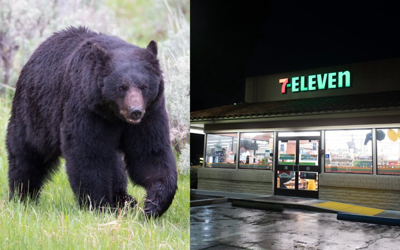 Bear and 7-Eleven store