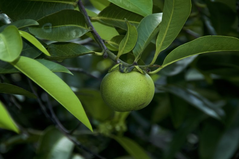 The fruit of the Manchineel tree. 