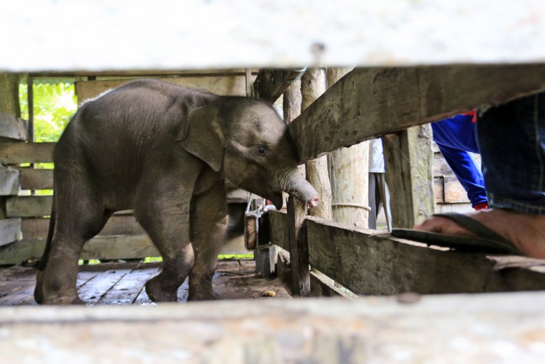 Baby Elephant Abandoned By Herd, Rescuers Amputate Half of Trunk After  Caught in Trap