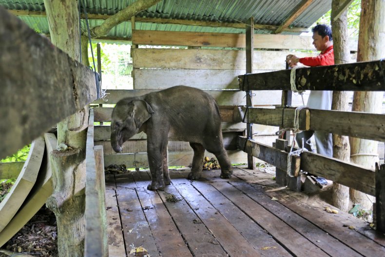 Elephant Amputee