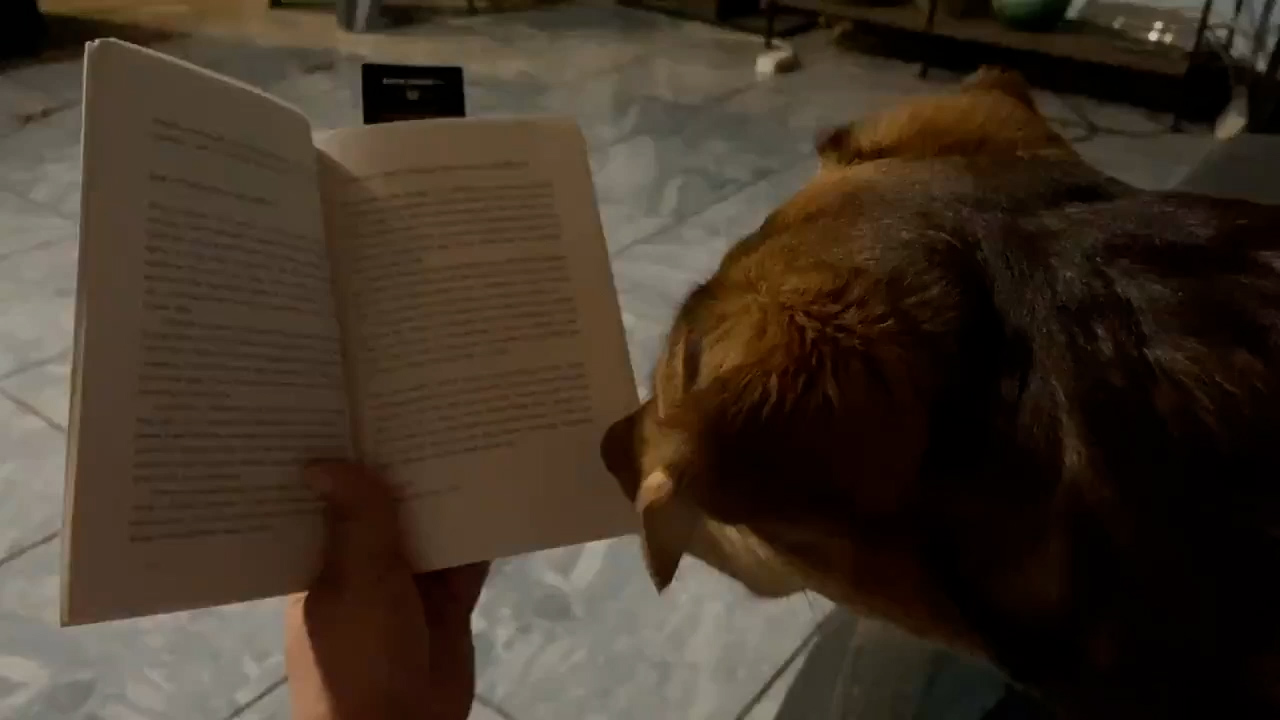 what-your-dogs-sleeping-position-says