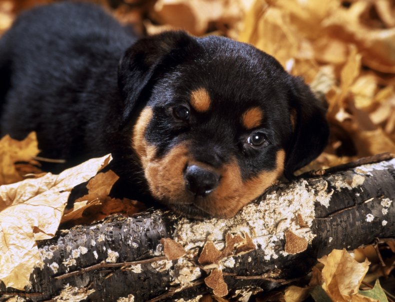 Rottweiler puppy