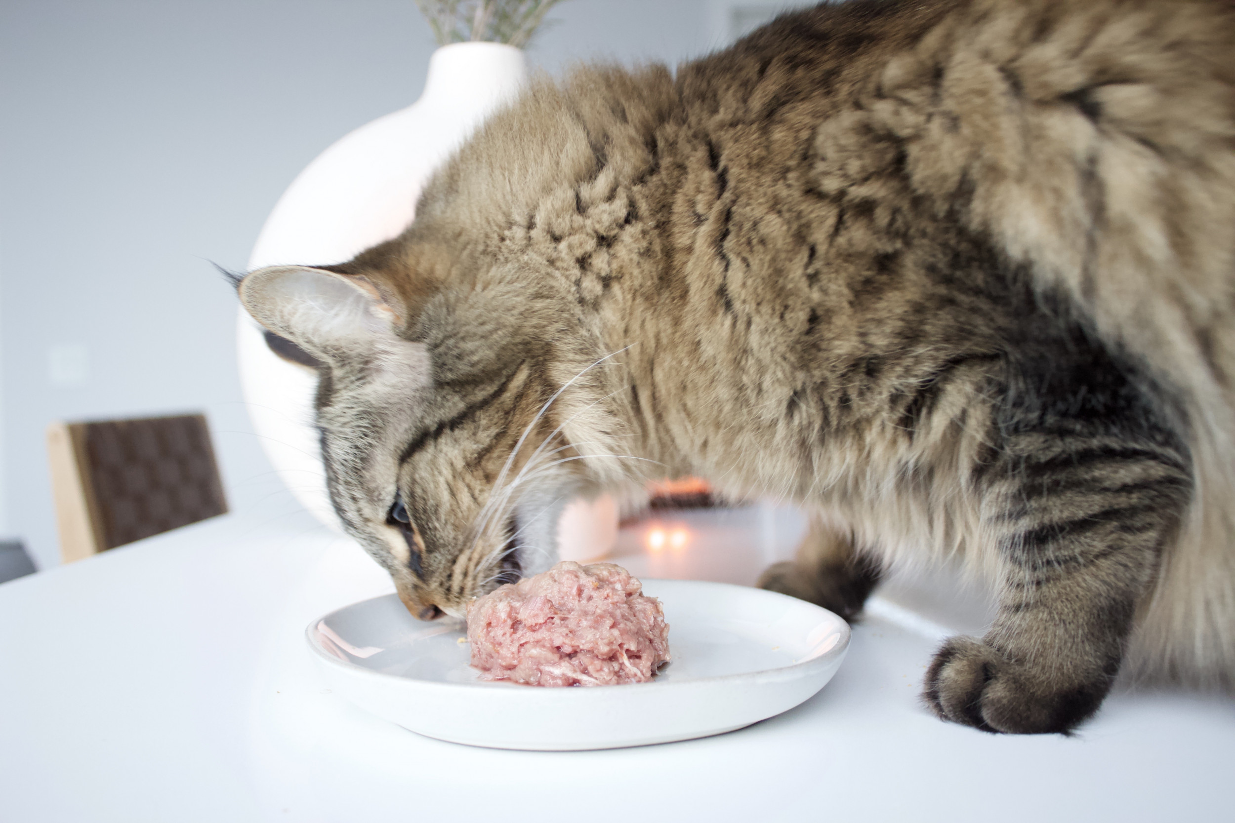 Can Cats Eat Raw Meat Pros Cons Of Raw Feeding Cat World Atelier 
