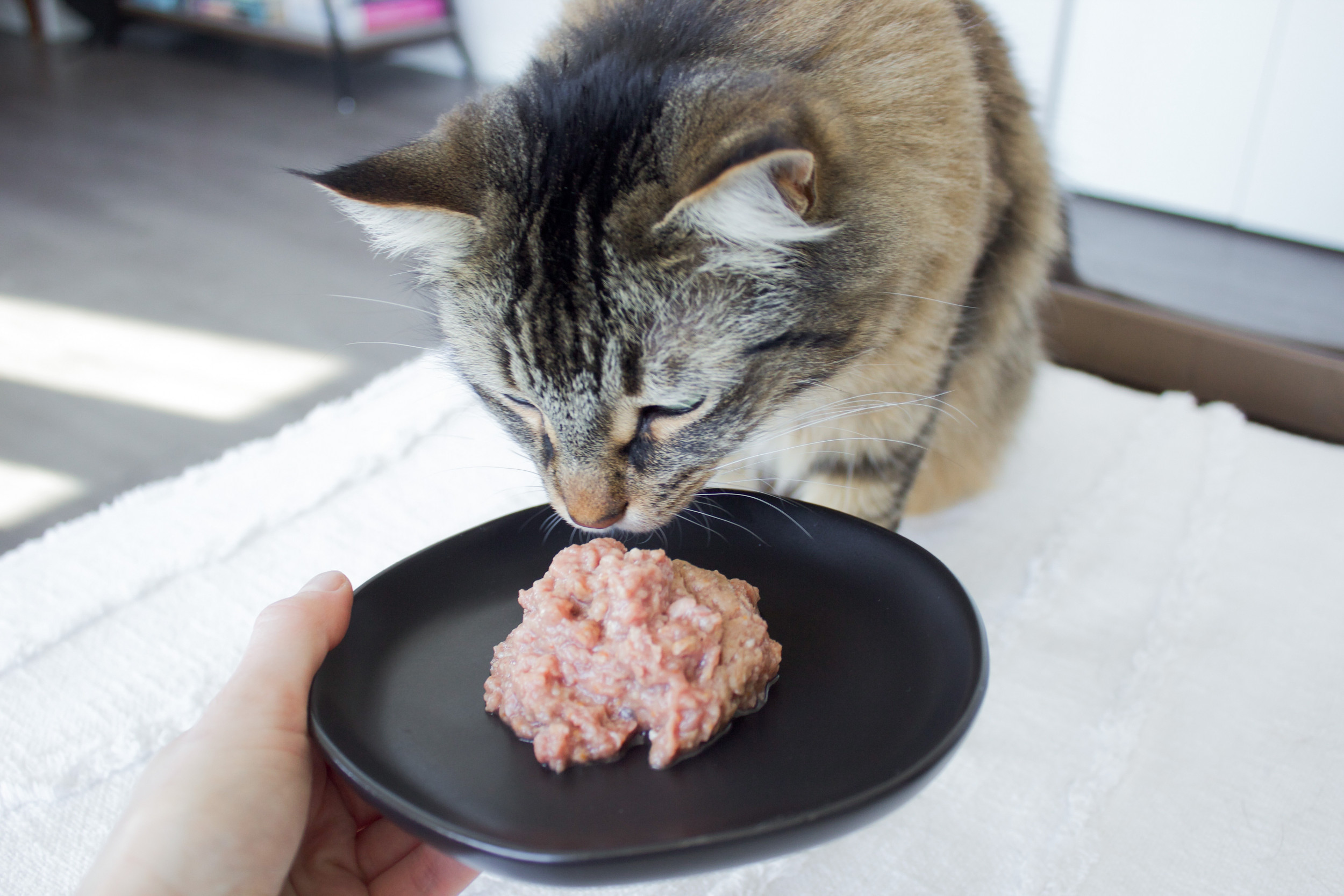 Feeding your cat a raw clearance diet