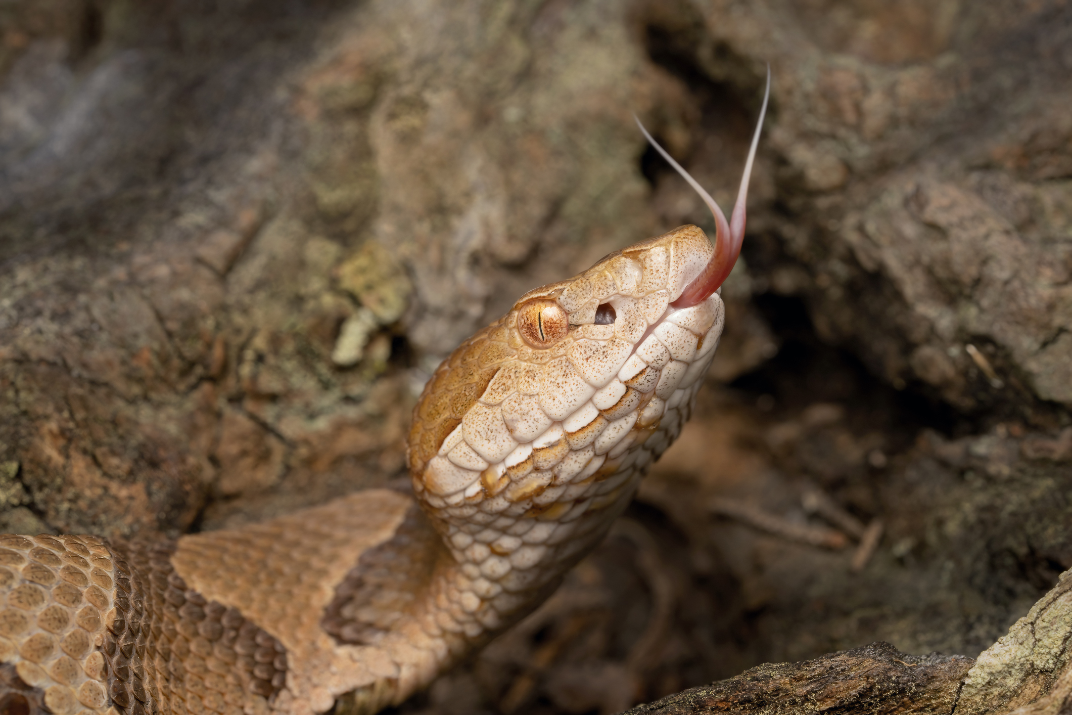 Boy, 6, Hospitalized After Copperhead Snake Bites Him Outside His Home ...