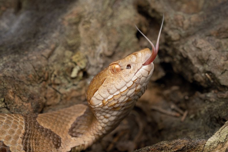 A copperhead snake flicking its tongue