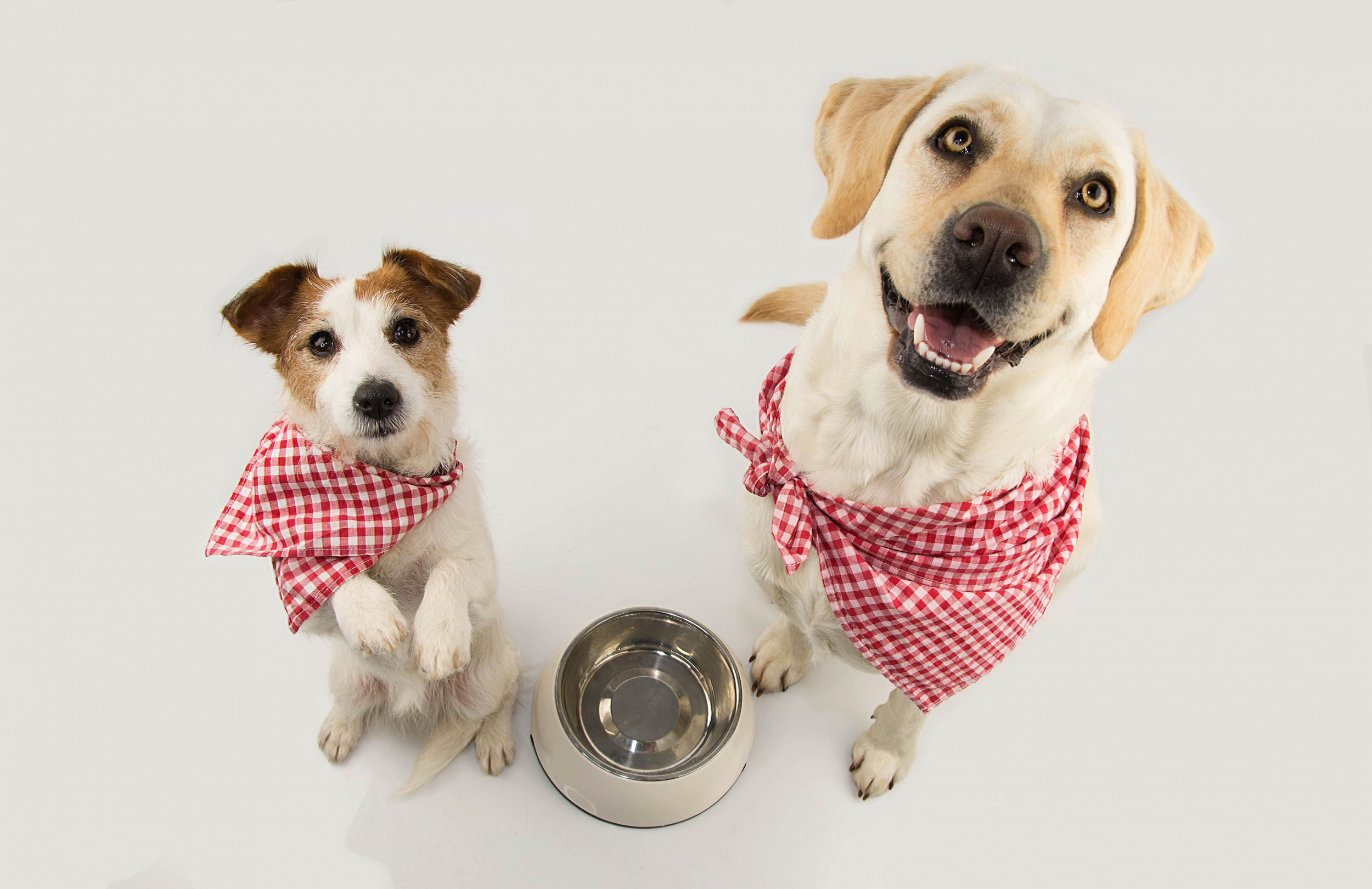 should you let your dog beg for food