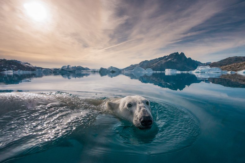 polar bear