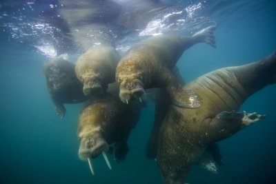Walruses Walruses