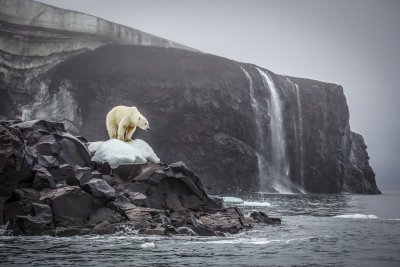 polar bear polar bear
