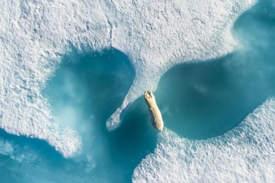 polar bear polar bear