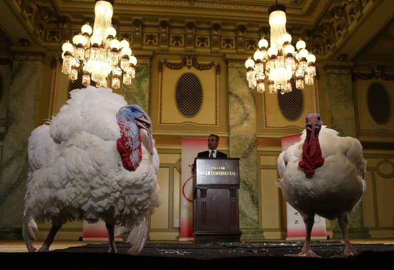 Turkeys seen ahead of pardoning in 2015.