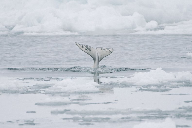 beluga whale