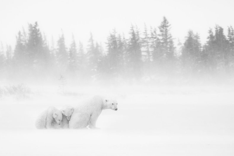 polar bears 