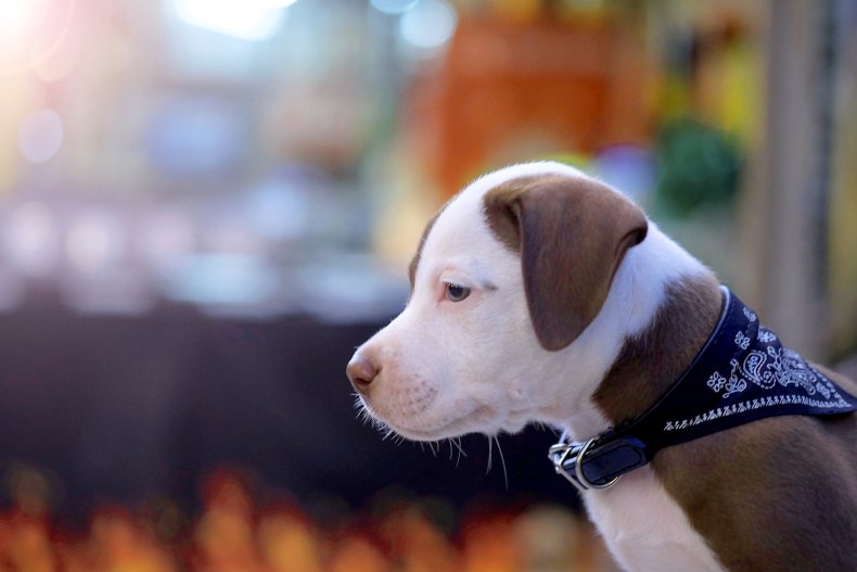 A brown and white pitbull dog