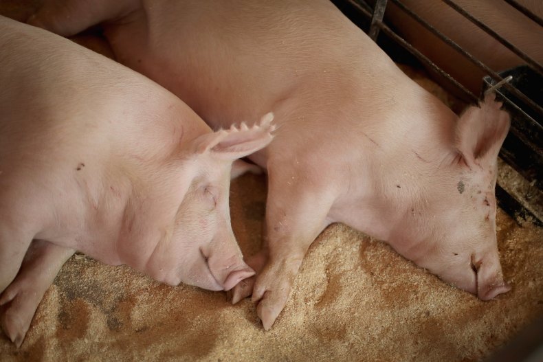 Iowa, Pigs, Pig Farming