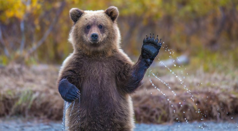 Florida bear jar head released freed video