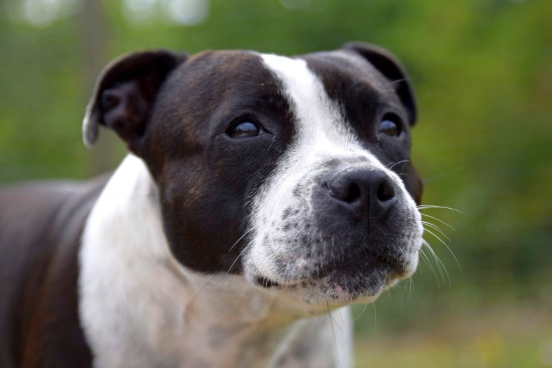 Staffy