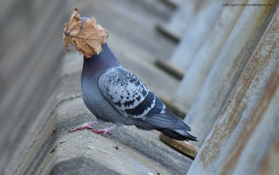 pigeon pigeon