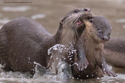 otter otter