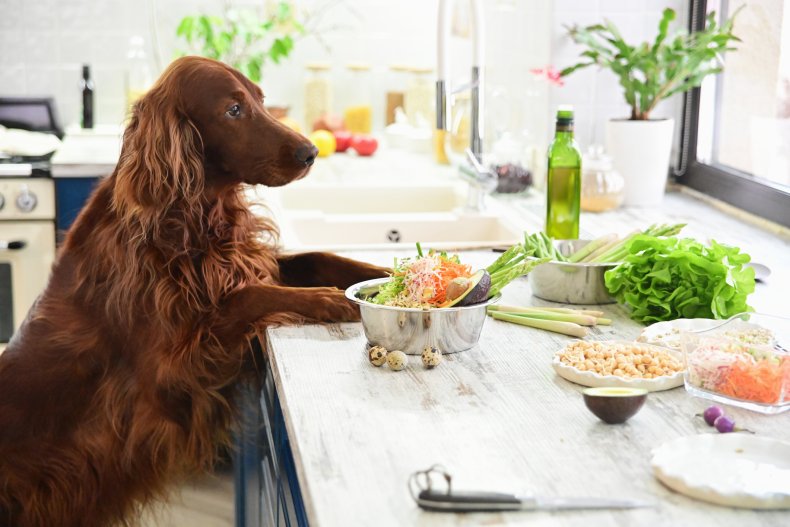 Vegan Pets At Thanksgiving