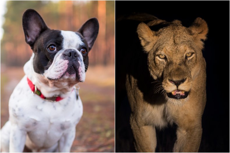 Dog and lion