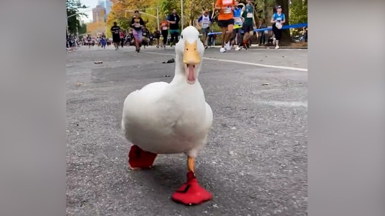 duck runs in nyc marathon