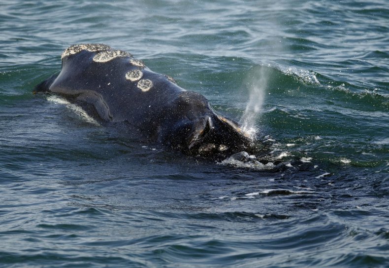 North Atlantic right whale, Maine