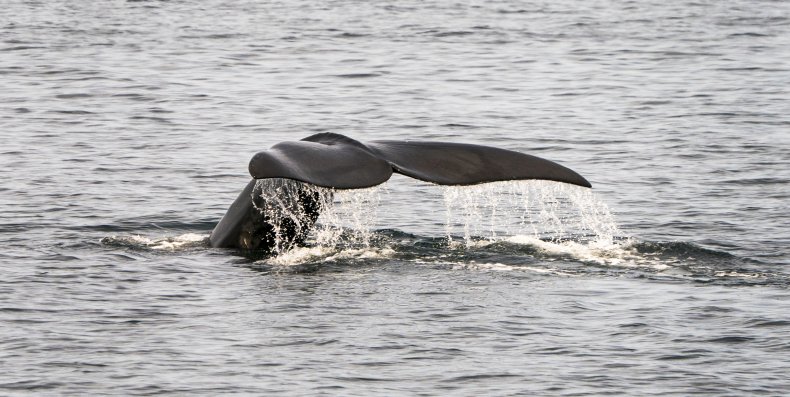 North Atlantic right whale, endangered species