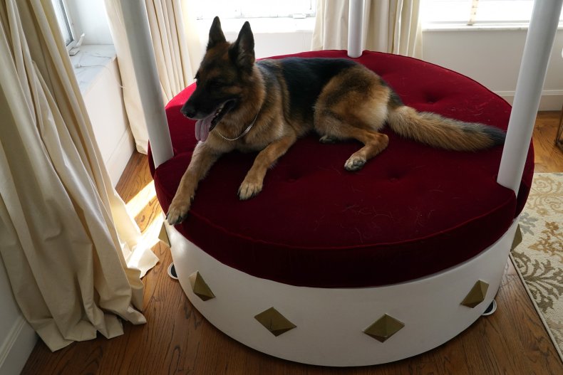 Gunther, German shepherd, wealthy dog