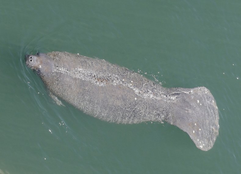 Florida, Manatee, Death