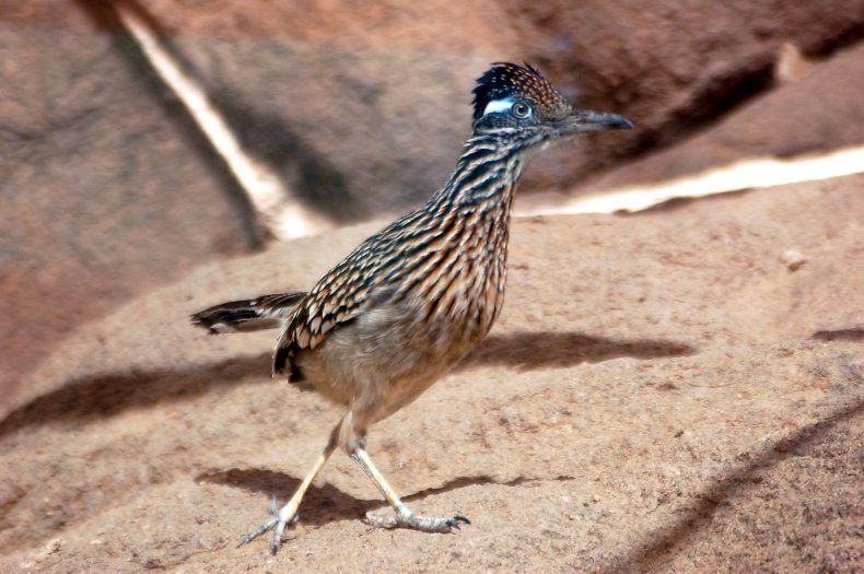 Roadrunner