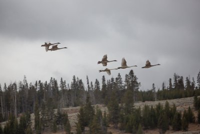 yellowstone trumpeter swans yellowstone trumpeter swans