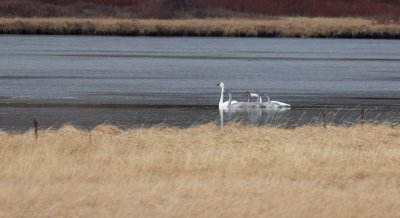 yellowstone trumpeter swans yellowstone trumpeter swans