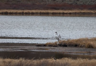 yellowstone trumpeter swans yellowstone trumpeter swans