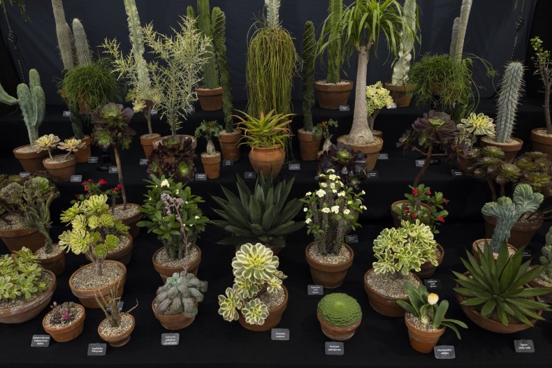 Succulents