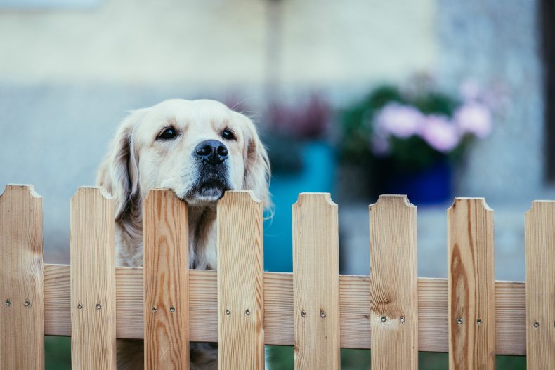dog looking through fence 