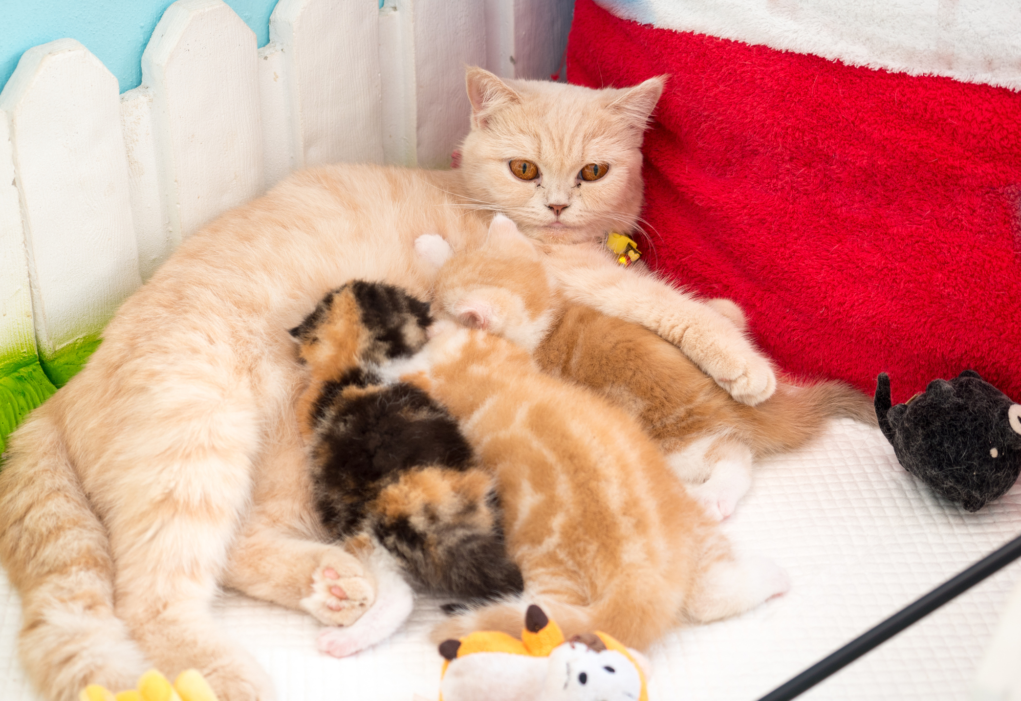 Cat Looking Completely Unprepared For The Realities Of Parenthood 