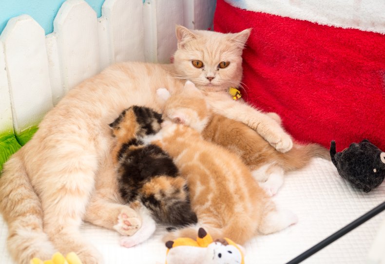 A cat feeding her kittens.