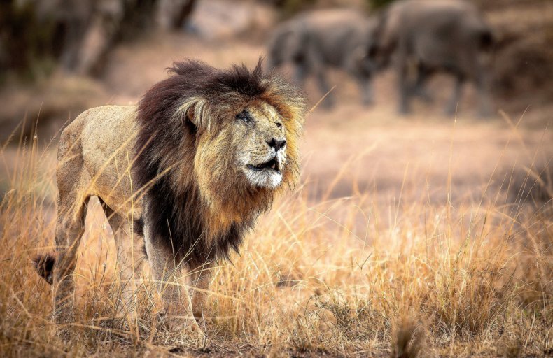 lion