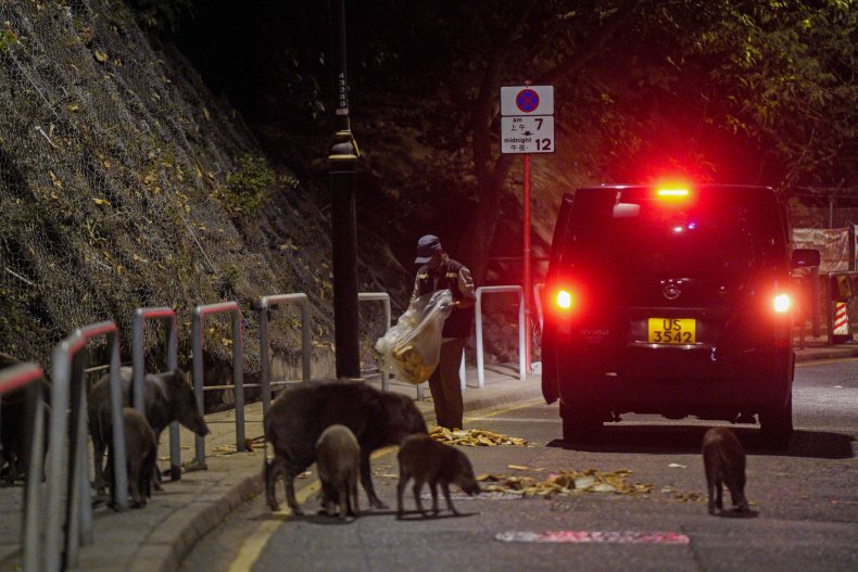 Wild Boar Euthanizations