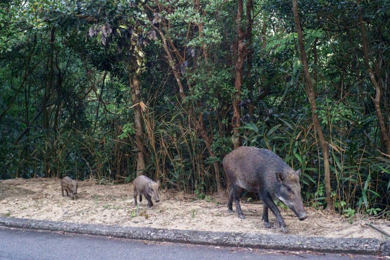 Hong Kong Officers Use Bread to Lure Wild Boars for
Euthanization Amid Increase in Attacks 2 Wild Boars in Hong Kong