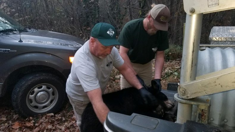 Bear Cub Health Check