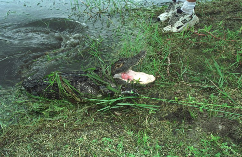 Florida alligators