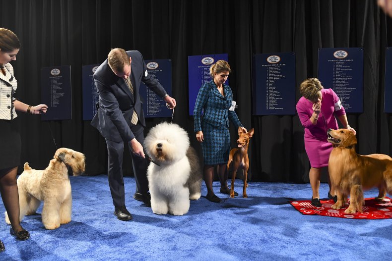 Dogs in the 2019 National Dog Show.