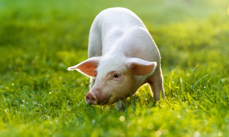Pig in field