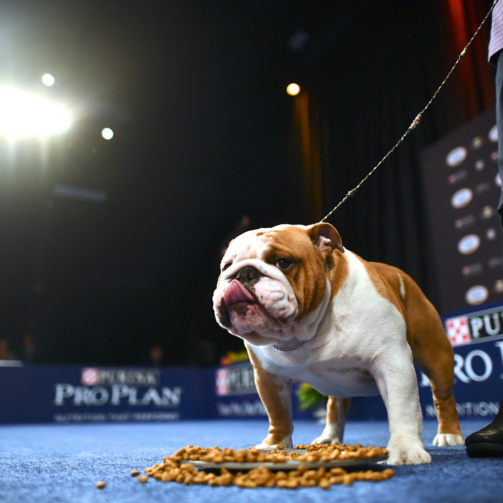 How Much Do You Win For The National Dog Show how-much-do-you-win-for-the-national-dog-show