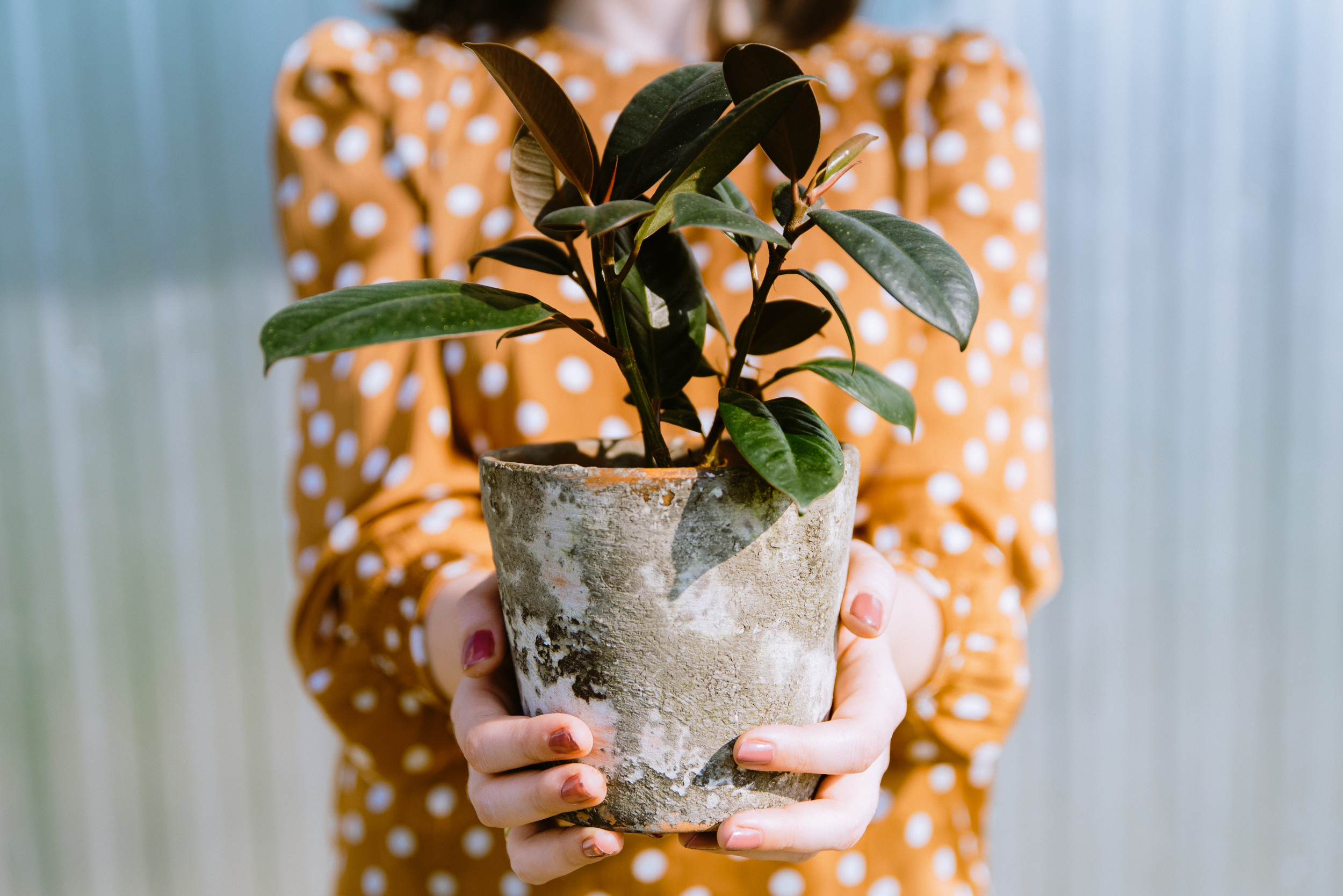 21 Homely House Plants That Don't Need Much Watering Newsweek