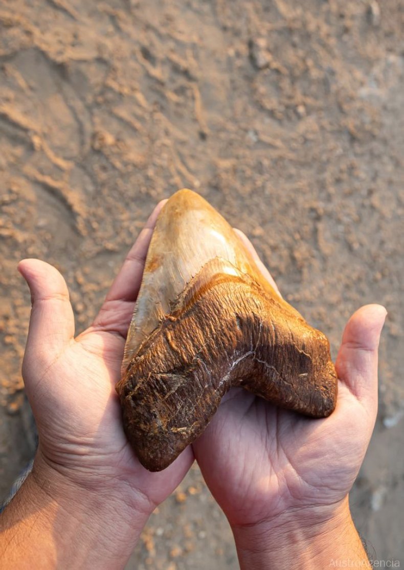 Megladon Shark Tooth, Chile 