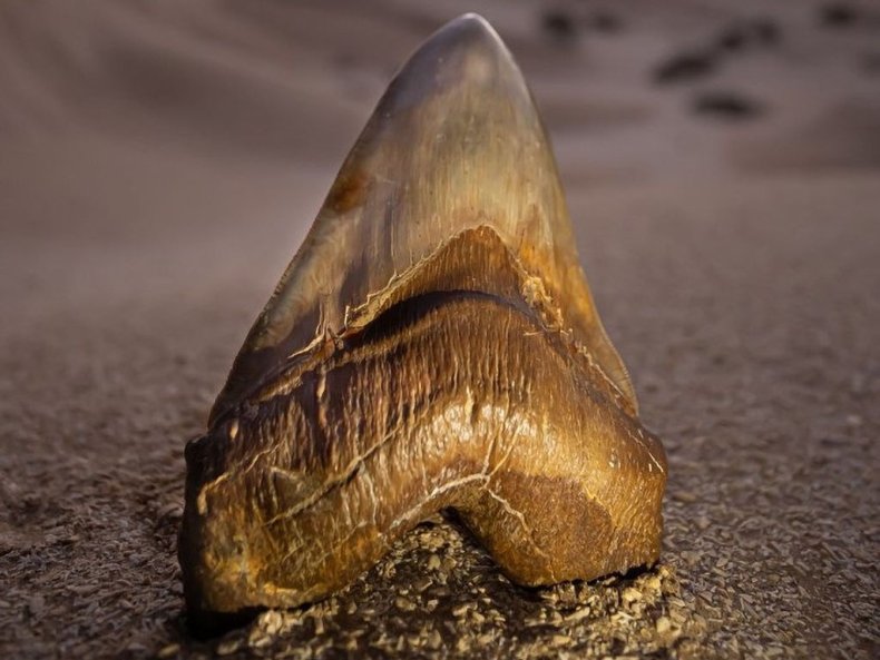 Newly discovered tooth